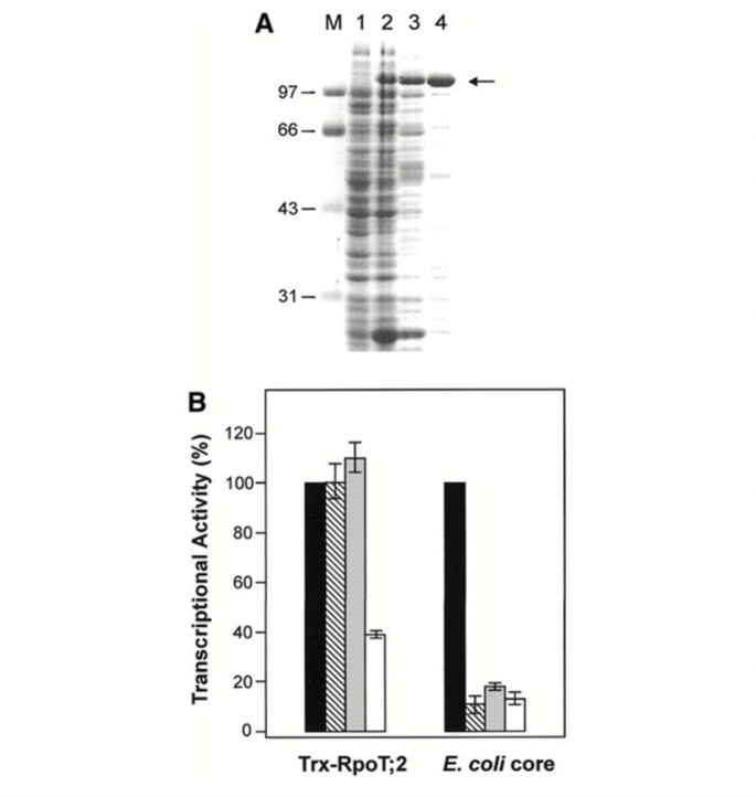 One RNA polymerase serving two genomes | EMBO Reports | Springer Nature ...