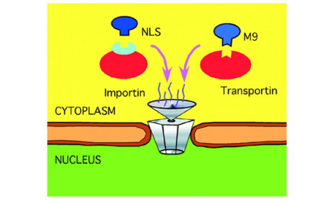 Finding nuclear localization signals | EMBO Reports | Springer Nature Link
