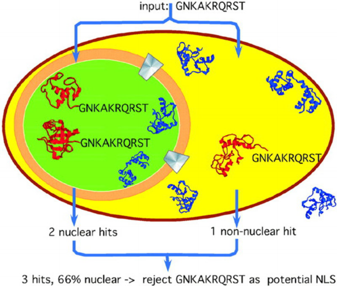 Finding nuclear localization signals | EMBO Reports | Springer Nature Link