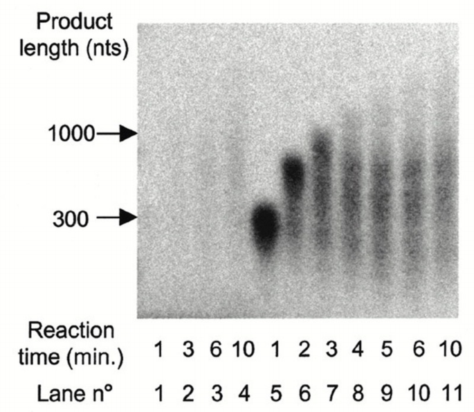 Processivity The β clamp targets DNA polymerase IV to DNA and strongly increases its ...