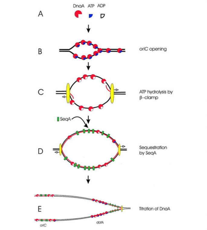 Limiting DNA replication to once and only once | EMBO Reports