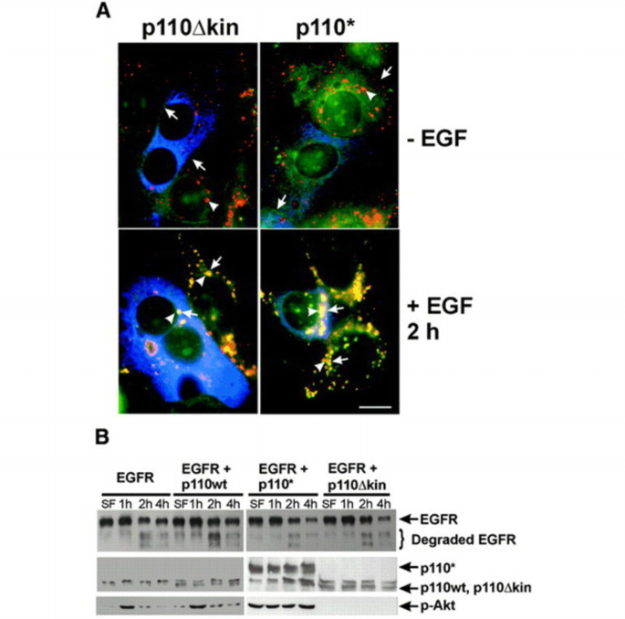 Egfr Rab Regulation of intracellular trafficking of the EGF receptor by Rab5 in ...