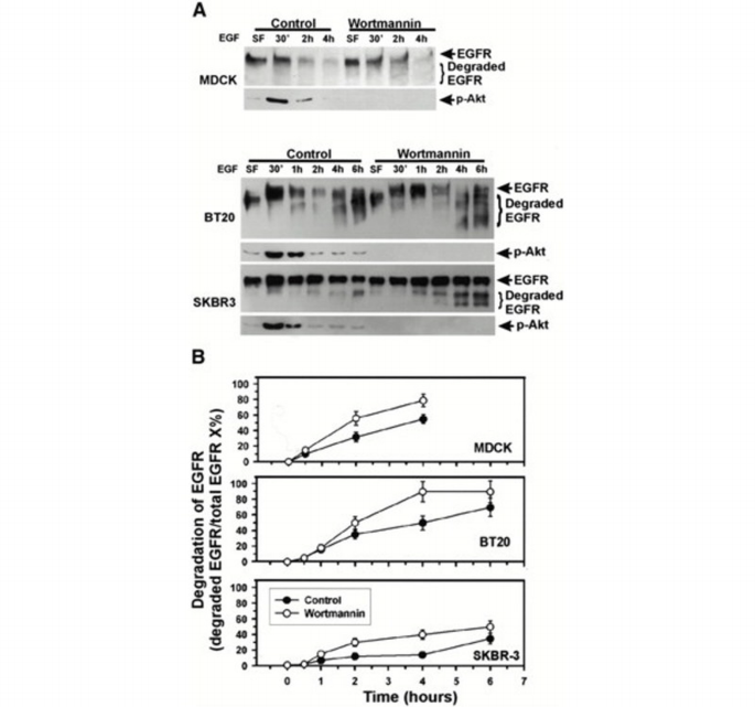 Egfr Rab Regulation of intracellular trafficking of the EGF receptor by Rab5 in ...