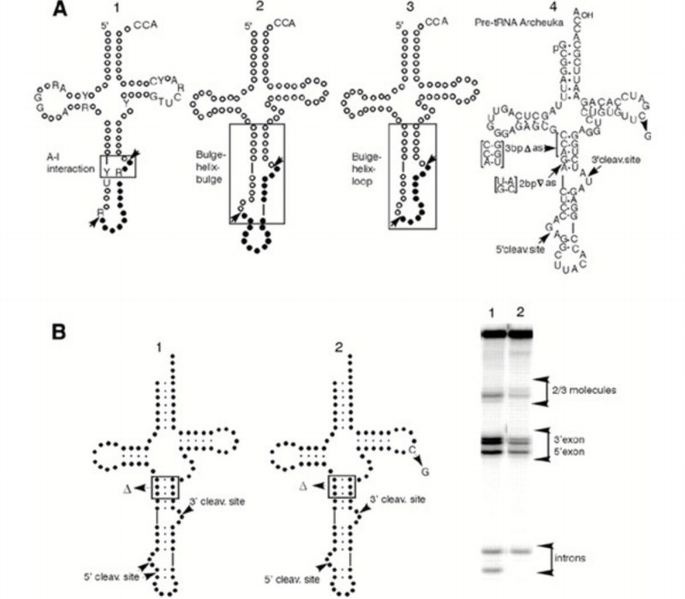 Cleavage of non‐tRNA substrates by eukaryal tRNA splicing endonucleases ...