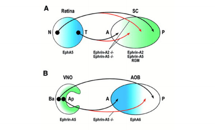 Making connections | EMBO Reports | Springer Nature Link