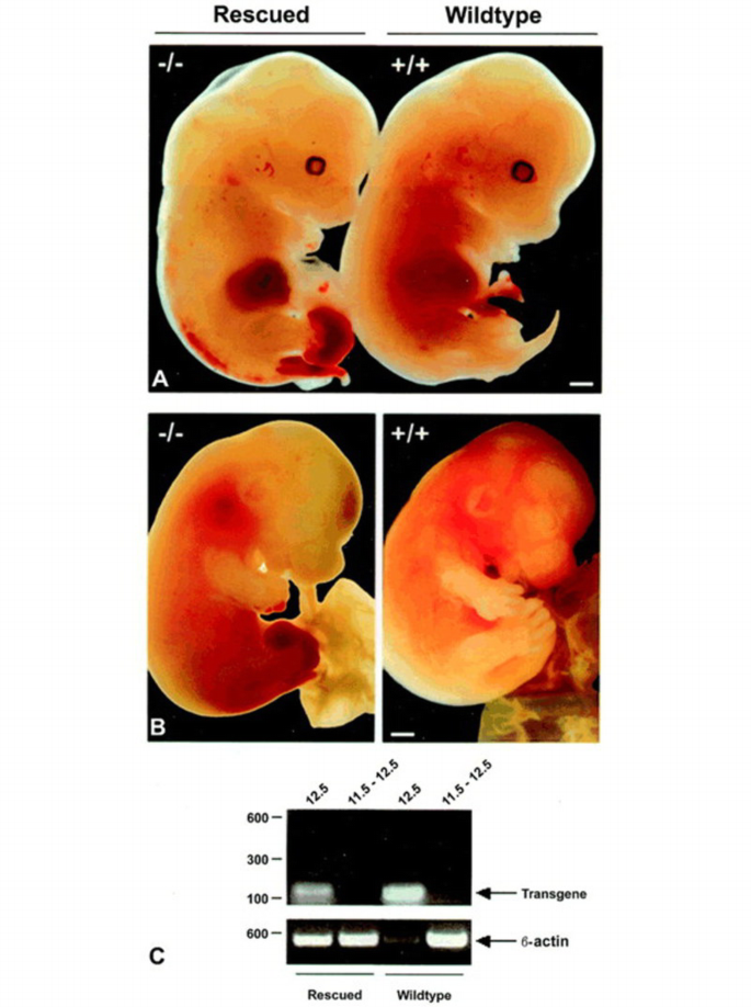Rescue of the early vascular defects in Tek/Tie2 null mice reveals an ...