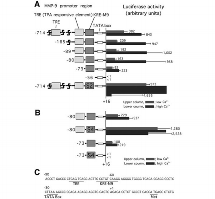 A novel mechanism of matrix metalloproteinase‐9 gene expression implies ...