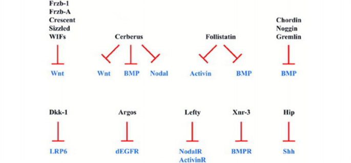 New twists on embryonic patterning | EMBO Reports | Springer Nature Link