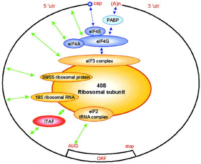 Irresistible IRES | EMBO Reports | Springer Nature Link