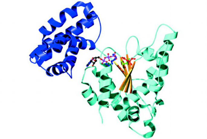 AAA proteins: in search of a common molecular basis | EMBO Reports ...