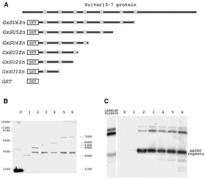 Position‐effect variegation in Drosophila: the modifier Su(var)3‐7 is a ...