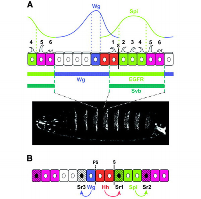 Generating patterns from fields of cells | EMBO Reports | Springer ...