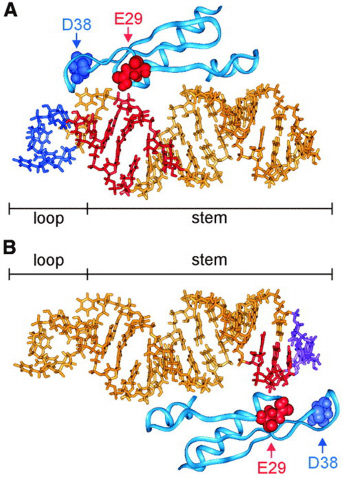 The binding site of the RNA‐dependent protein kinase (PKR) on EBER1 RNA ...