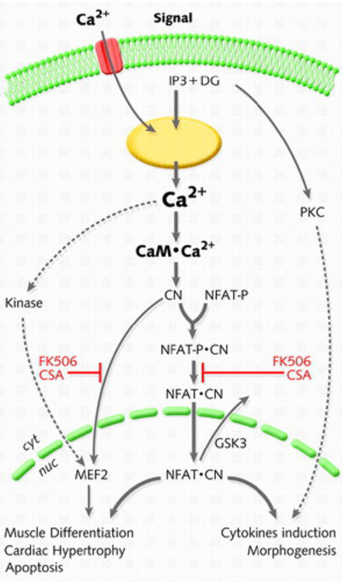 Keeping up with calcium | EMBO Reports | Springer Nature Link