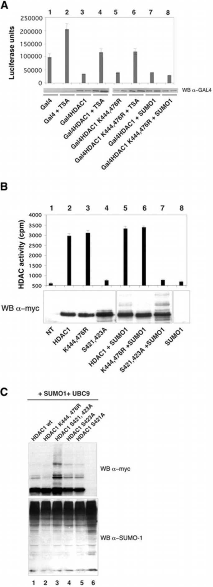 The adenovirus protein Gam1 interferes with sumoylation of histone ...