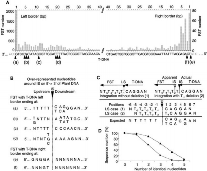 T‐DNA integration into the Arabidopsis genome depends on sequences of ...