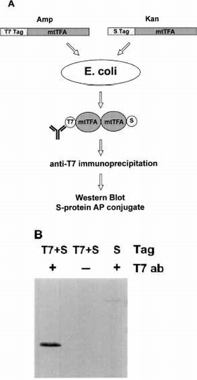 The HMG‐box mitochondrial transcription factor xl‐mtTFA binds DNA as a ...