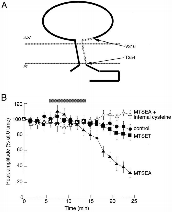 Identification of amino acid residues contributing to the pore of a P2X ...