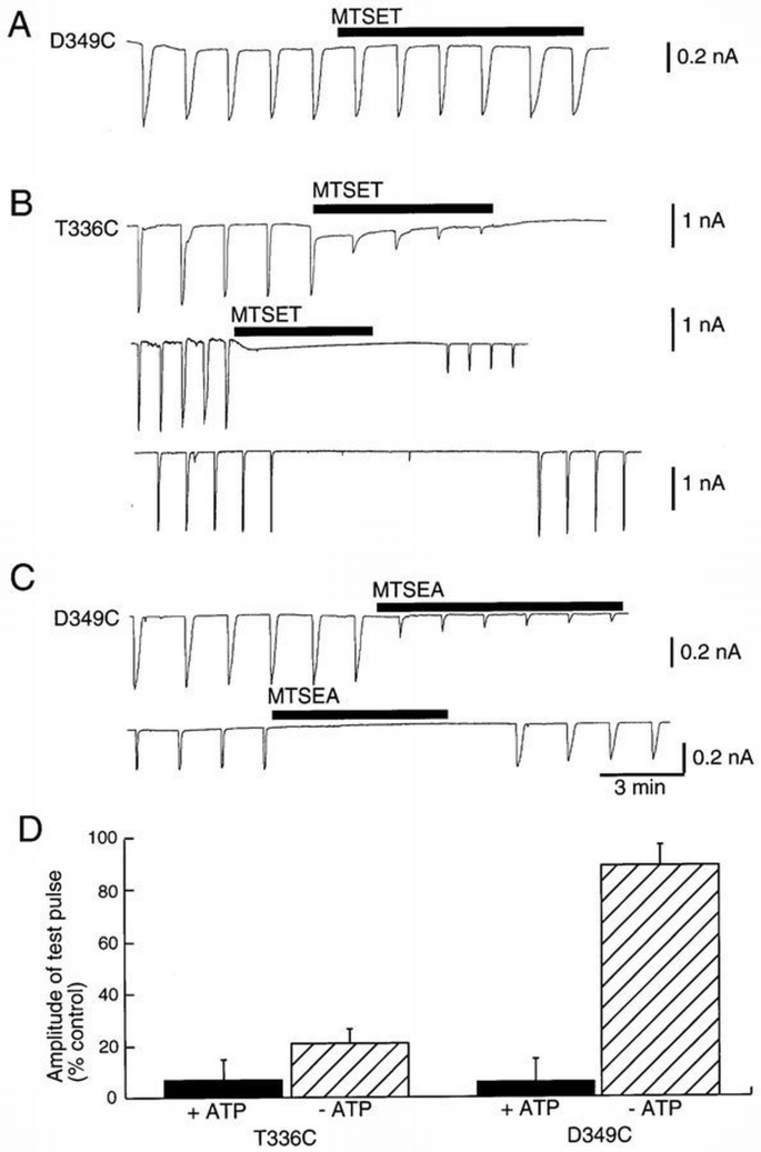 Identification of amino acid residues contributing to the pore of a P2X ...
