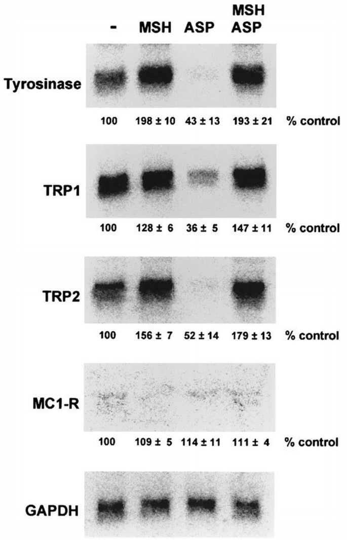 Modulation of murine melanocyte function in vitro by agouti signal ...