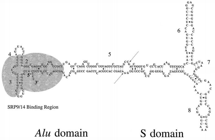 The crystal structure of the signal recognition particle Alu RNA ...