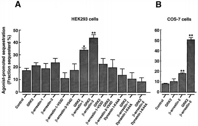 Molecular mechanism of desensitization of the chemokine receptor CCR‐5 ...