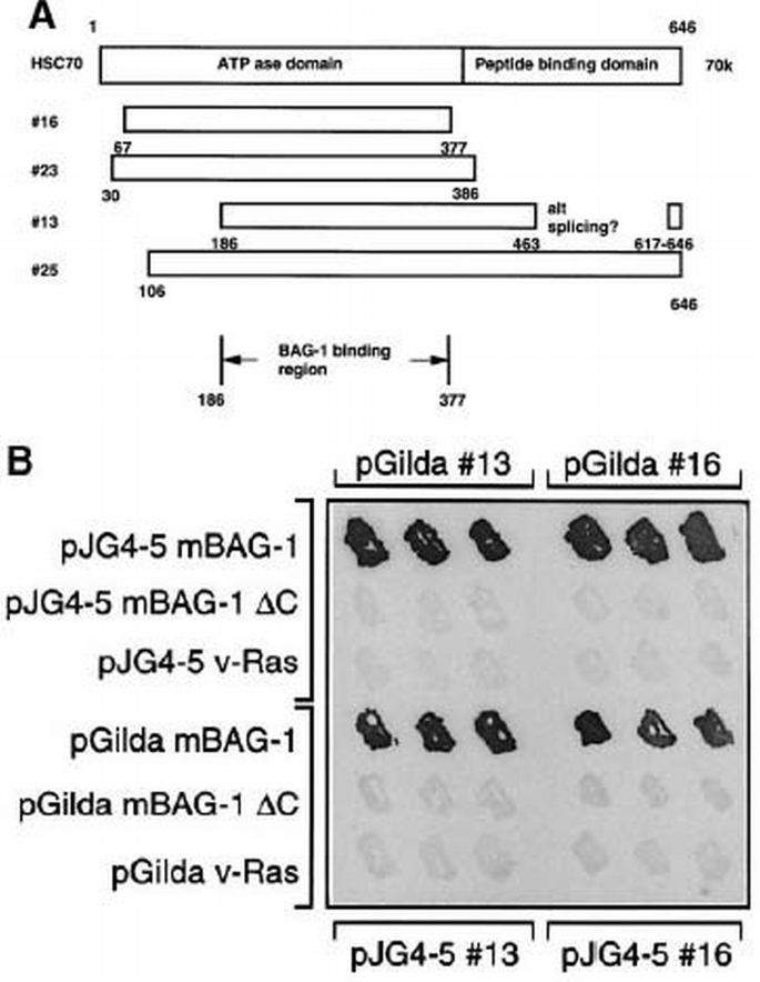 BAG‐1 modulates the chaperone activity of Hsp70/Hsc70 | The EMBO ...