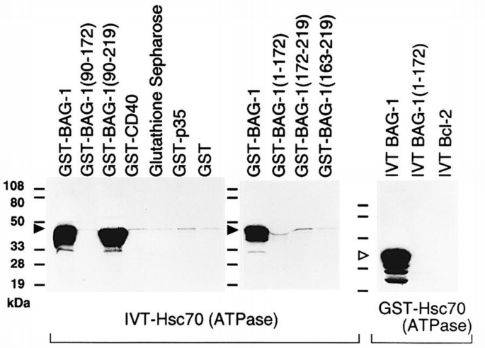 BAG‐1 modulates the chaperone activity of Hsp70/Hsc70 | The EMBO ...