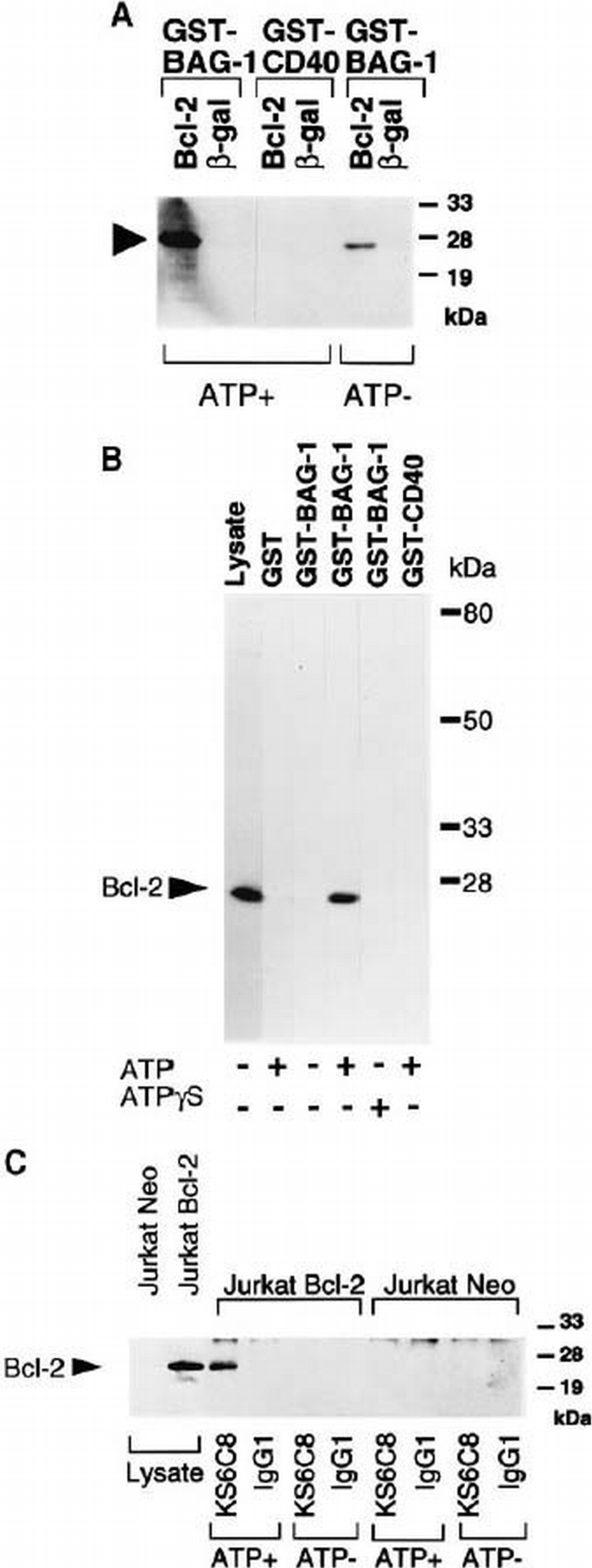 BAG‐1 modulates the chaperone activity of Hsp70/Hsc70 | The EMBO ...