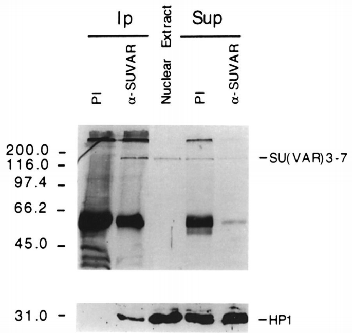 SU(VAR)3‐7, a Drosophila heterochromatin‐associated protein and ...