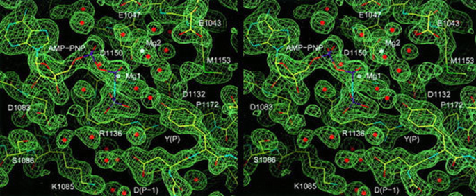 Crystal structure of the activated insulin receptor tyrosine kinase in ...