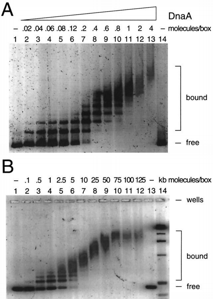 DnaA protein binding to individual DnaA boxes in the Escherichia coli ...