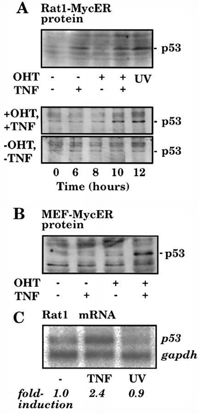 Induction of TNF‐sensitive cellular phenotype by c‐Myc involves p53 and ...