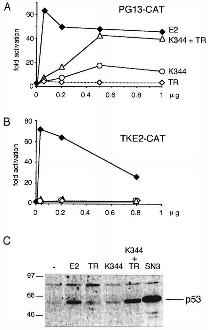 Expression of the papillomavirus E2 protein in HeLa cells leads to ...