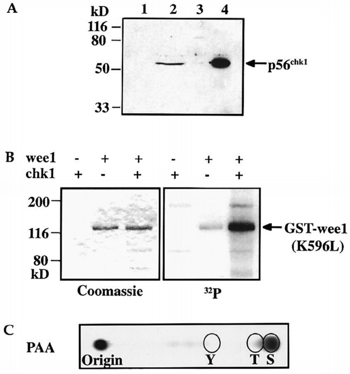 Chk1 is a wee1 kinase in the G2 DNA damage checkpoint inhibiting cdc2 ...