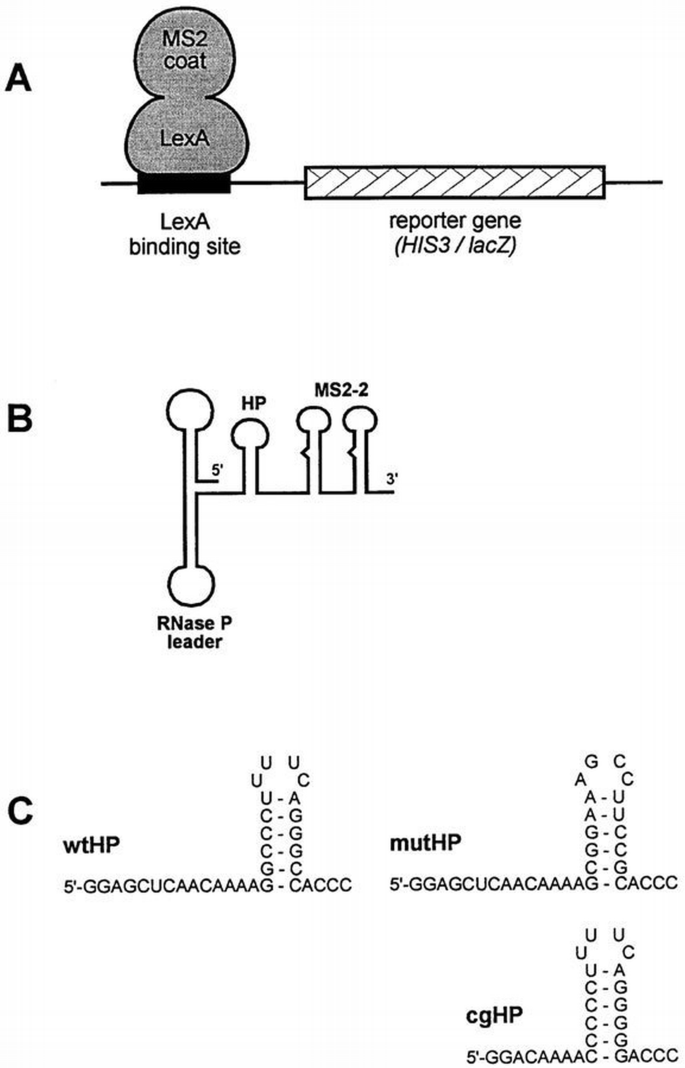 The gene for histone RNA hairpin binding protein is located on human ...