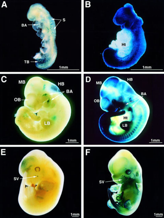 Transgenic mouse model for studying the transcriptional activity of the ...