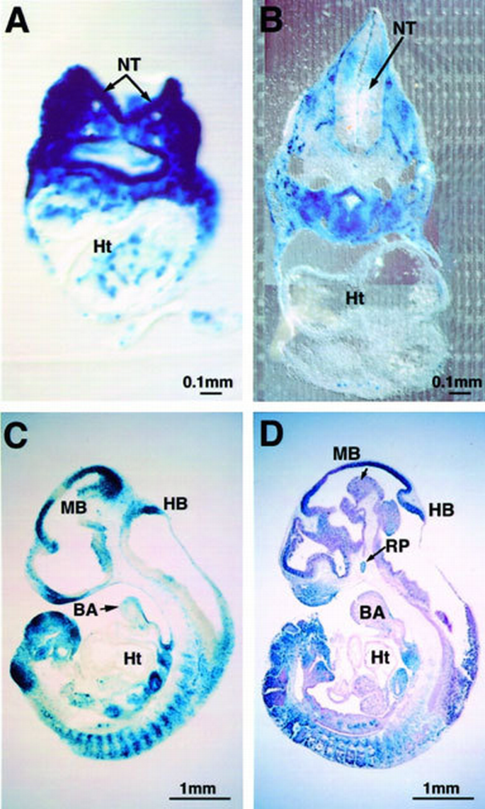 Transgenic mouse model for studying the transcriptional activity of the ...