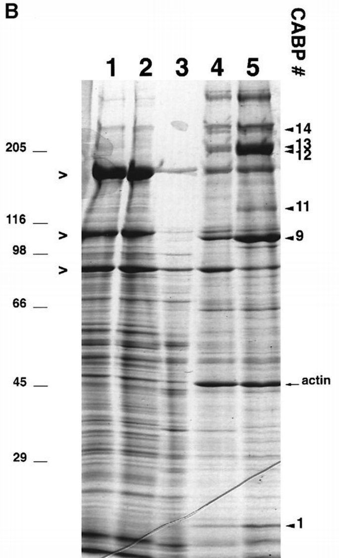 Isolation of actin‐associated proteins from Caenorhabditis elegans ...