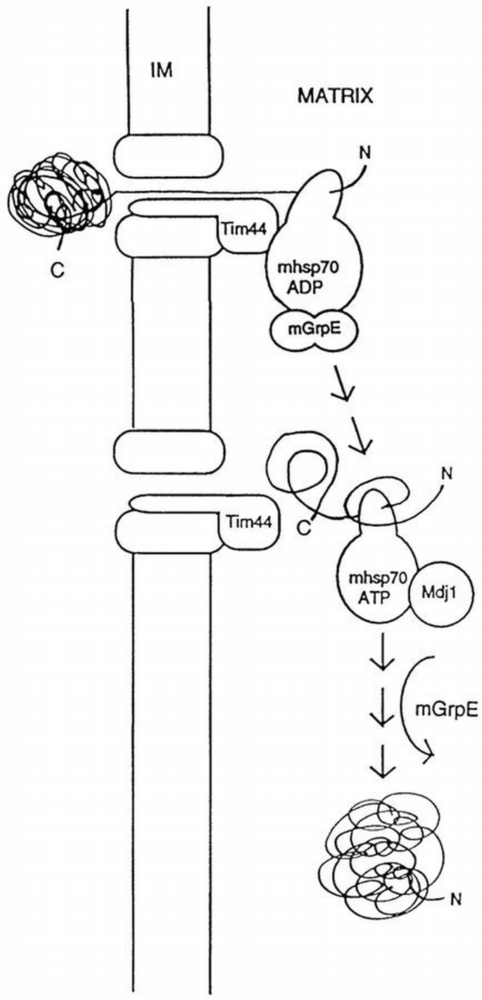 Sequential action of two hsp70 complexes during protein import into ...