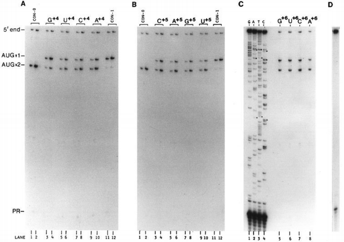 Recognition of AUG and alternative initiator codons is augmented by G ...