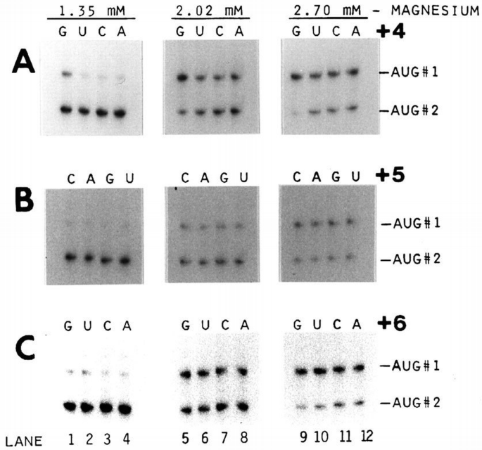 Recognition of AUG and alternative initiator codons is augmented by G ...