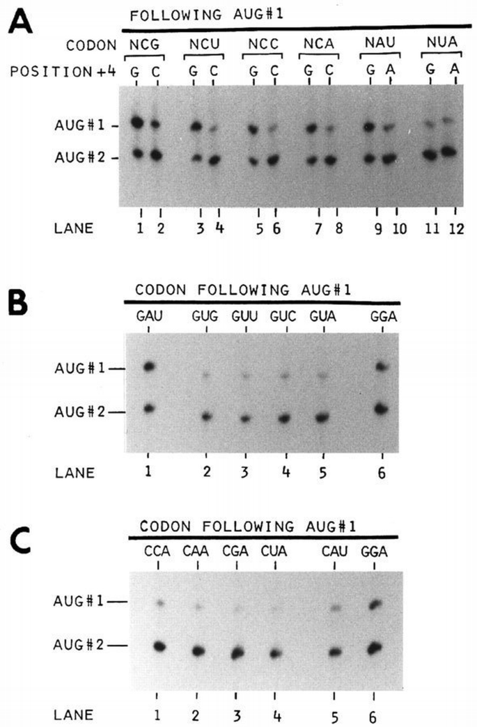 Recognition of AUG and alternative initiator codons is augmented by G ...