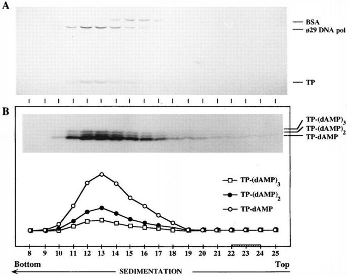Protein‐primed DNA replication: a transition between two modes of ...