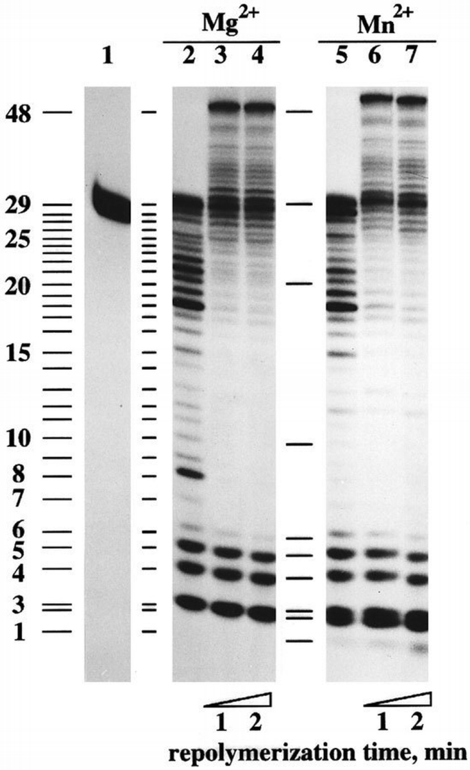 Protein‐primed DNA replication: a transition between two modes of ...