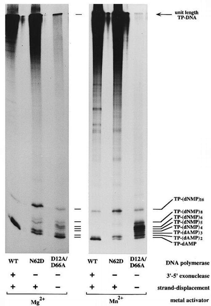 Protein‐primed DNA replication: a transition between two modes of ...