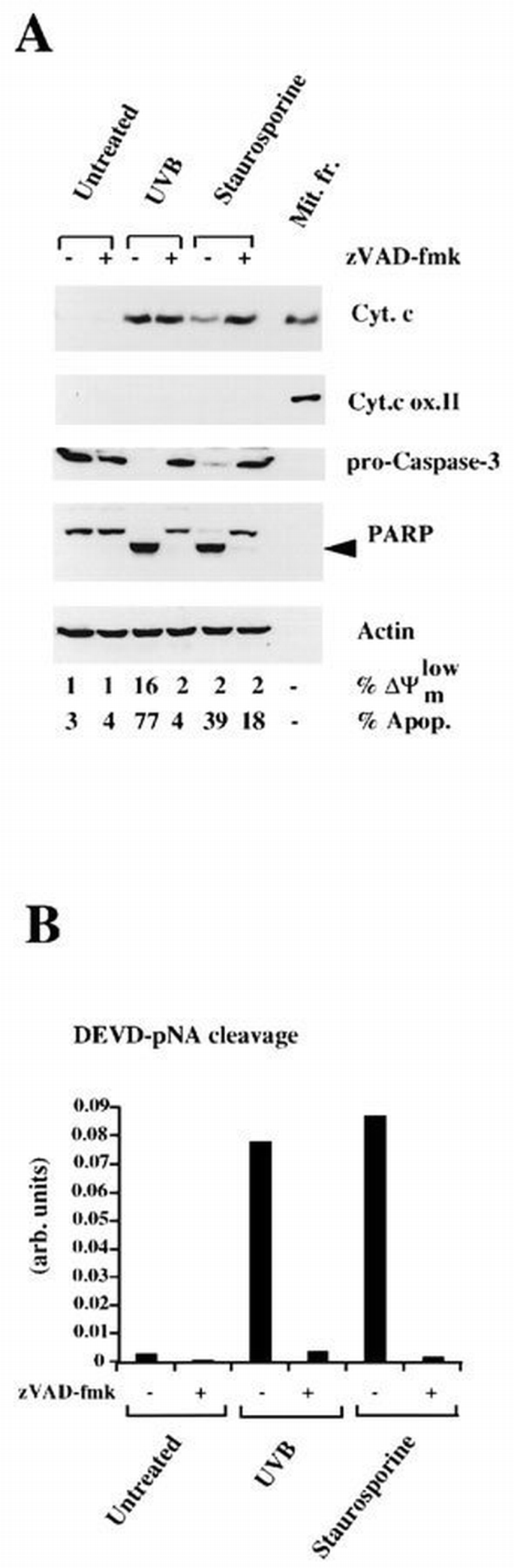 Mitochondrial cytochrome c release in apoptosis occurs upstream of DEVD ...