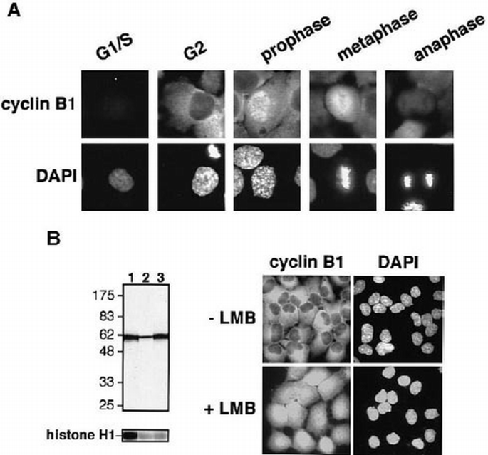 Nuclear export of cyclin B1 and its possible role in the DNA damage ...