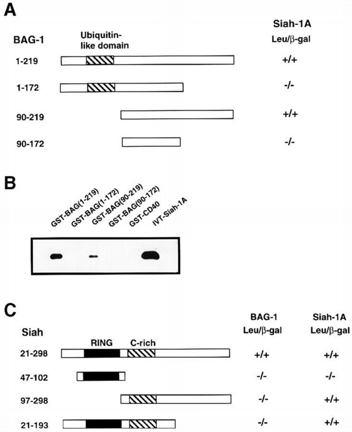 p53‐inducible human homologue of Drosophila seven in absentia (Siah ...