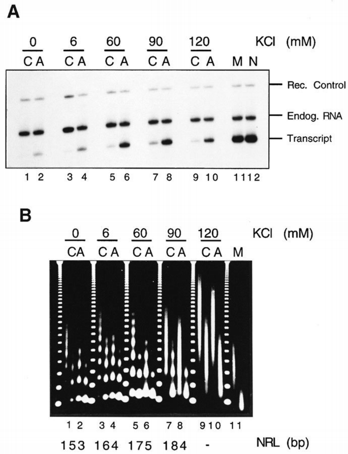 Histone acetylation facilitates RNA polymerase II transcription of the ...